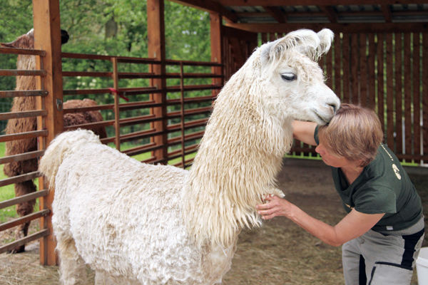 Lama