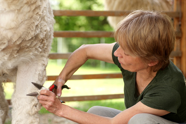 Lama