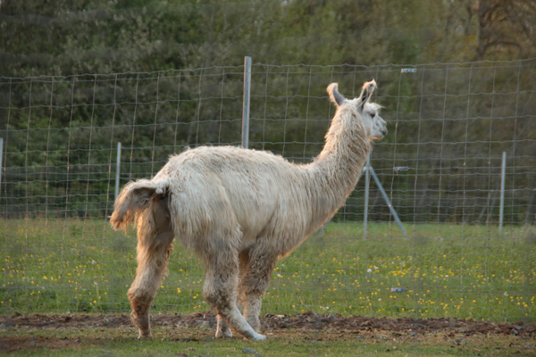 Lamadünger